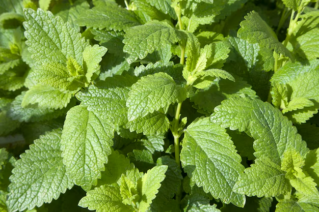 Lemon Balm Recipes for Weight Loss