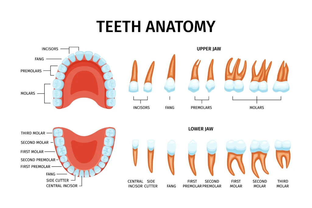 Structure of Canine Teeth - teeth for tearing food Structure of Canine Teeth - teeth for tearing food