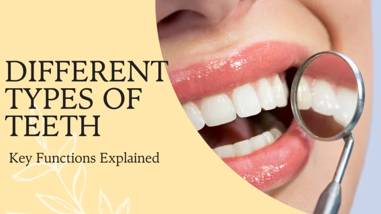 types of teeth