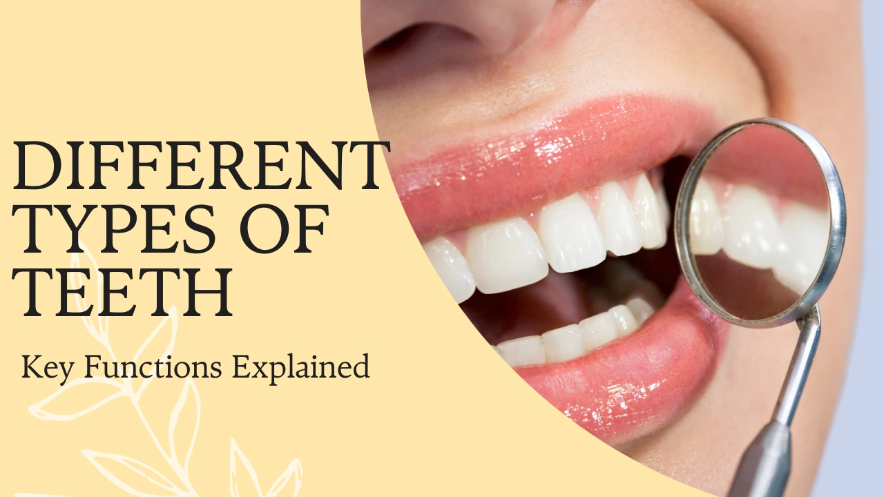 types of teeth