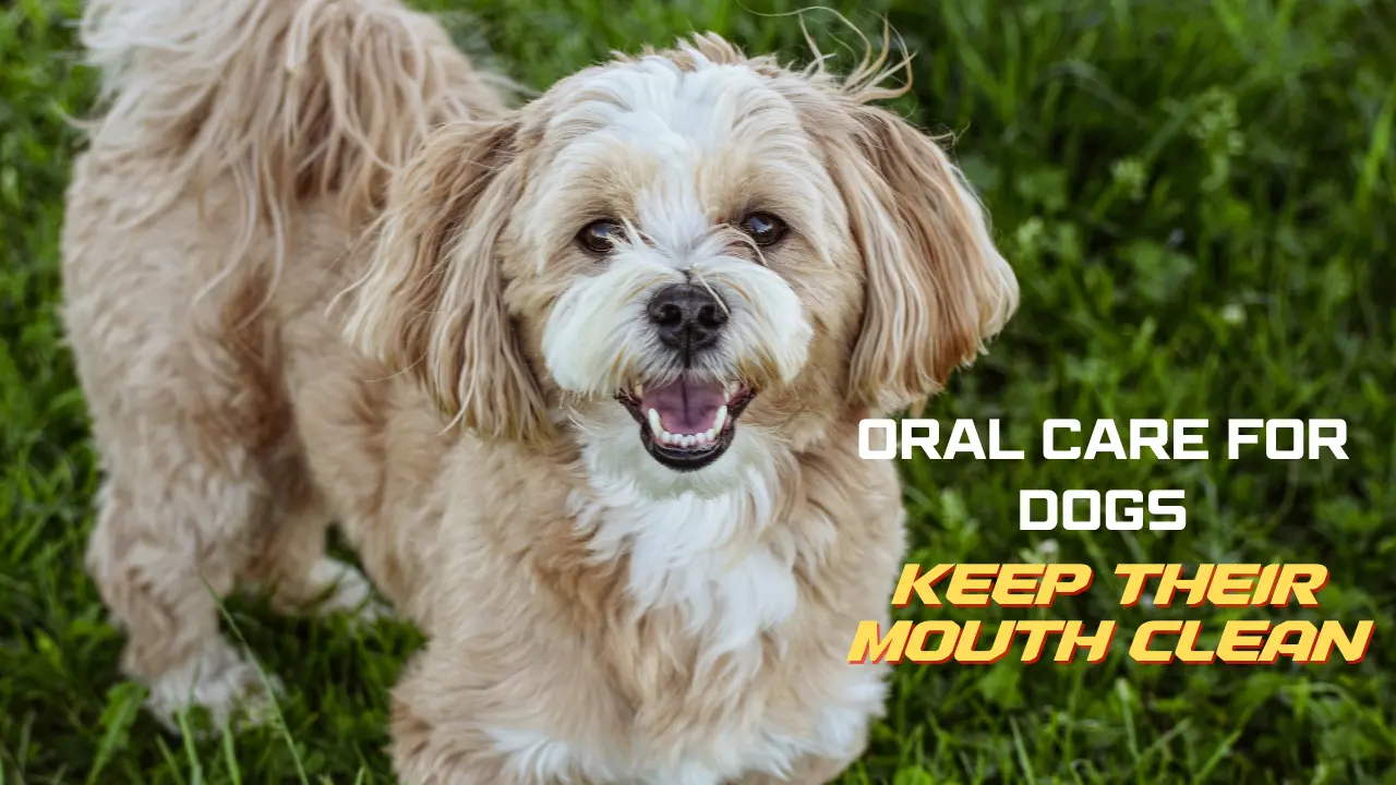 oral care for dogs