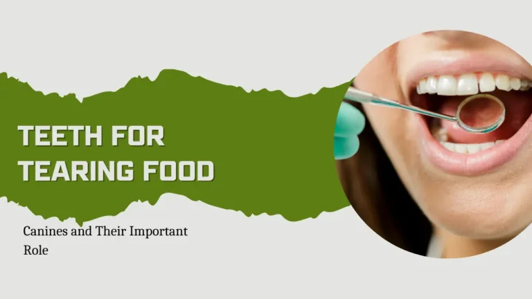 teeth for tearing food