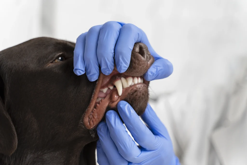 oral care for dogs - Why Oral Care for Dogs Matters