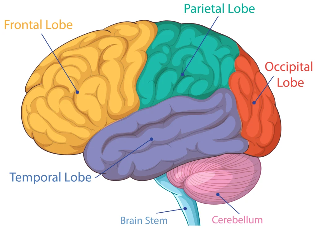 cognitive functions of brain - Brain Areas Involved in Cognitive Functions