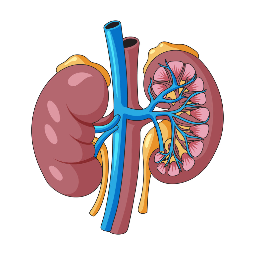 Why Vitamins Matter for Kidney Health - Vitamins for Kidney Health Why Vitamins Matter for Kidney Health - Vitamins for Kidney Health