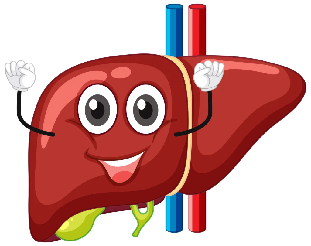 The Vital Role of Your Liver in Daily Health - Liver Healthy Foods The Vital Role of Your Liver in Daily Health - Liver Healthy Foods